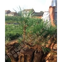 大量低價(jià)銷售3年生白皮松小苗