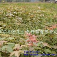 季節(jié)供應(yīng)楓香苗
