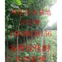 各種綠化苗和各種果樹苗