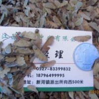 直銷[美國紅楓種子] [紅楓種子][紅豆杉種子]