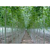 大量供應(yīng)：速生白蠟，速生國槐