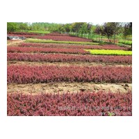 低價供應(yīng)紅葉小檗