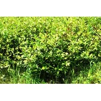 嫁接苗 三年生裸油茶苗