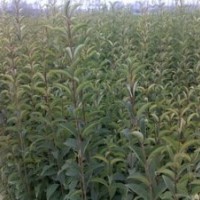 供應(yīng)大葉女貞，合歡，欒樹