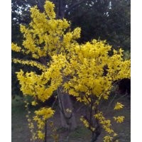 大量供應(yīng)連翹，薔薇，木槿，紅瑞木等