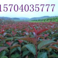 紅衣主教海棠、皇家雨點海棠