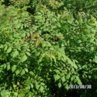 北欒小苗田間管理技術(shù) 北欒苗出售價格信息