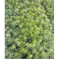 臺(tái)灣羅漢松樹苗，羅漢松樹苗，本地羅漢松苗