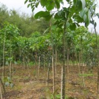 供應(yīng)米徑6-7厘米的秋楓