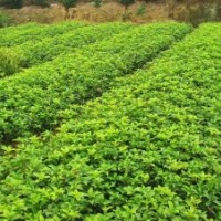 四季桂小苗，月月桂小苗，紅桎木小苗，海桐小苗，大葉黃楊小苗