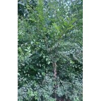 供：巨紫荊小苗，七葉樹(shù)小苗，榆樹(shù)苗，復(fù)葉槭苗，白臘苗，