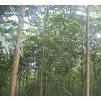 急出售1-6千頭椿