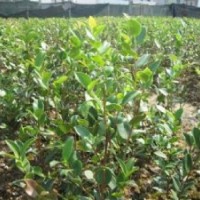 長期供應(yīng)高品質(zhì)油茶苗 價格從優(yōu)