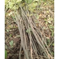 哪里有白蠟苗 白蠟苗什么價格？