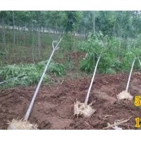 常年供應(yīng)：速生白蠟1-3公分優(yōu)質(zhì)綠化苗300萬棵