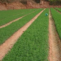 供一年生楓香木荷 香樟苗 20-50公分高杉樹(shù)苗 濕地松