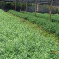 南方紅豆杉報(bào)價(jià)