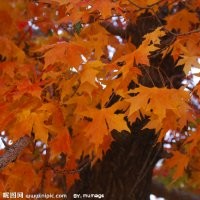 供應(yīng)國槐、五角楓