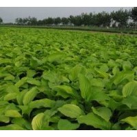 供應(yīng)沙玉蘭，沙玉蘭苗，廣玉蘭，紫玉蘭，黃玉蘭，銀杏