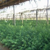 供紅豆杉苗木