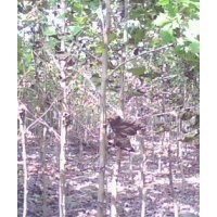 最便宜得樹(shù)苗 占地樹(shù)苗 占地果樹(shù)苗