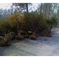 山東石榴樹|品種石榴苗|10公分石榴樹