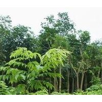 珍稀植物沉香苗批發(fā)苗