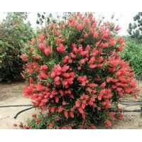 美花紅千層小苗批發(fā)