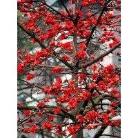 木棉樹小苗批發(fā)