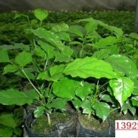 綠寶樹小苗批發(fā)