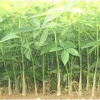 發(fā)財(cái)樹小苗批發(fā)