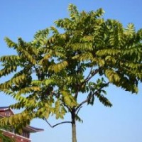 麻楝小苗批發(fā)