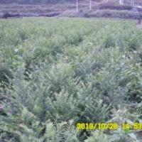 湖南供南方紅豆杉苗木