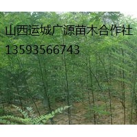 國(guó)槐小苗出售、大量國(guó)槐小苗低價(jià)供應(yīng)