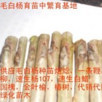 毛白楊種苗（芽接）