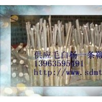 毛白楊小苗 一條鞭 炮捻