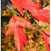 安娜海棠 印第安夏天海棠 豐盛海棠