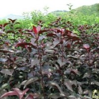 供應(yīng)海棠苗木