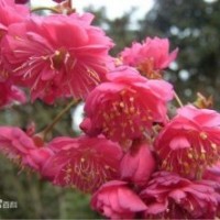 正宗福建山櫻花小苗批發(fā)