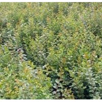 江西紫薇，紫薇價格，江西綠化苗，江西紫薇小苗