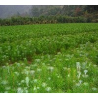 江西馬尾松，江西造林苗，江西馬尾松小苗，當年生馬尾松