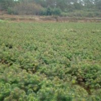 江西杉苗，江西造林苗，江西杉樹小苗，江西杉木苗