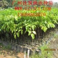 廣傘楓種苗批發(fā)商大量批發(fā)供應(yīng)優(yōu)質(zhì)廣傘楓種苗廣傘楓營(yíng)養(yǎng)苗廣楓