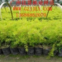 黃金香柳種苗供應(yīng)商供應(yīng)優(yōu)質(zhì)黃金香柳營(yíng)養(yǎng)苗供應(yīng)黃金香柳價(jià)格優(yōu)惠