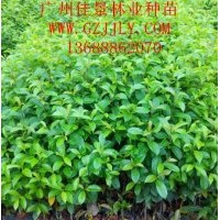 鐵冬青營(yíng)養(yǎng)苗鐵冬青小袋苗鐵冬青種子鐵冬青種苗供應(yīng)