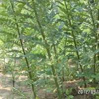 2公分國(guó)槐價(jià)格