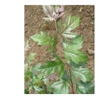 北美，芽苗，根接苗，成品苗。北美海棠苗