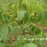 山西張景輝---核桃苗，山楂苗，柿子苗