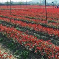 供應(yīng)50公分高紅葉石楠