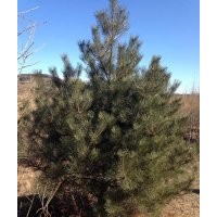 大量出售2.5---3.5油松一級苗和二級苗